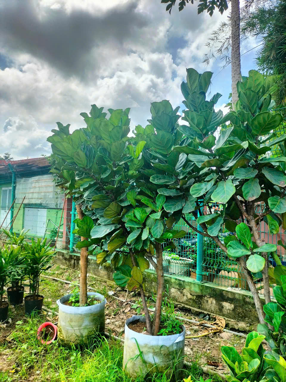 cây bàng Singapore size đại